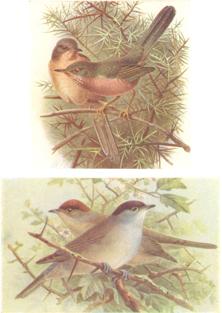 BRITISH BIRDS. Dartford Warbler; Blackcap. THORBURN 1925 old vintage print